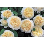 Crocus Rose / Крокус Роуз